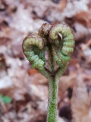Young-fern-